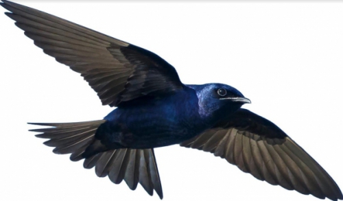 Lanzan iniciativa para proteger los flujos migratorios de las  aves en las Américas