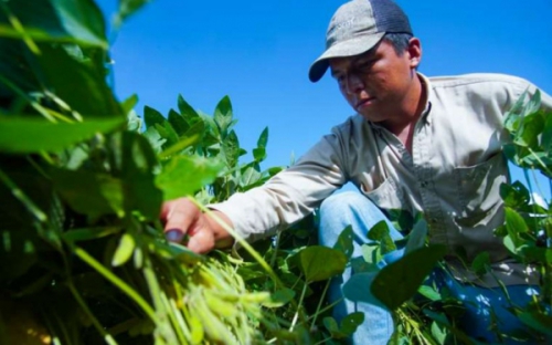 Bolivia marca récord en ventas de soya y abre un nuevo frente exportador del sector oleaginoso