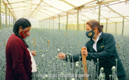 Banco Bisa apoya Floricultura de Cochabamba que no se rinde ante la pandemia
