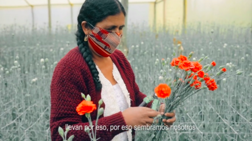 Banco Bisa apoya Floricultura de Cochabamba que no se rinde ante la pandemia