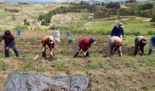 Perú y Bolivia se restringen ingreso de algunos productos agrícolas