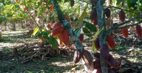 El cacao boliviano arrasa en París y se tejen planes para consolidar mercados en Europa