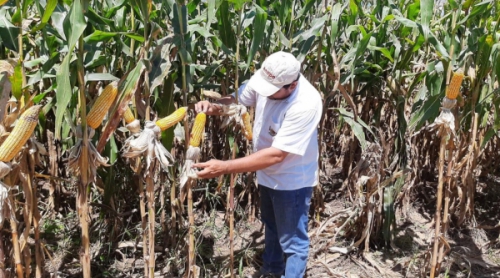 Anapo propone usar biotecnología para subir la producción de maíz en 80%
