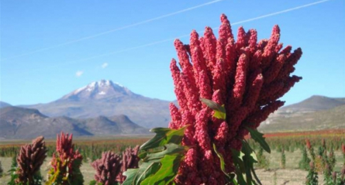 Lo mas leído: Producción y exportación de quinua boliviana están en caída libre