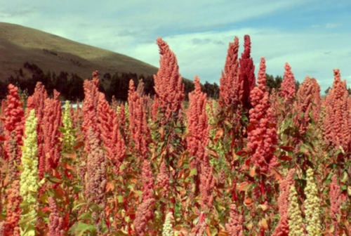 Bolivia compite con al menos 74 países en la venta de quinua