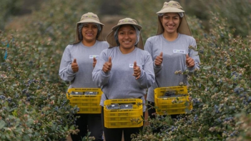 Lo más leído: El hombre que convirtió a Perú en el mayor exportador de una fruta que apenas existía en el país