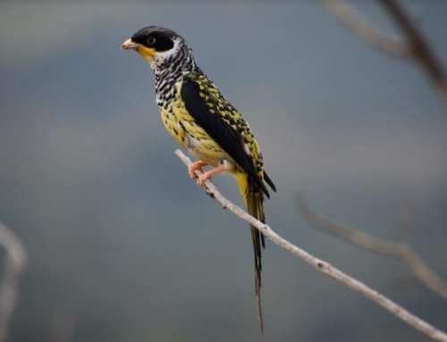Lo más leído: Ecofuturo reforesta el hábitat del  ave Palkachupa para evitar su extinción