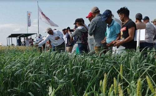Cultivos de invierno del Este consolidan el manejo sostenible de la producción agrícola en Santa Cruz