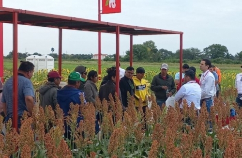 Alicorp llega a los agricultores con soluciones para mejorar de girasol y sorgo 