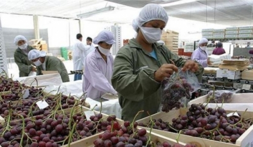 Sector agrario de Perú es protagonista en las exportaciones