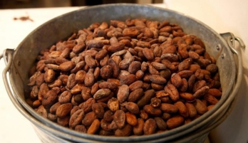 Bolivia exportó cacao por US$ 1,5 millones en 2023