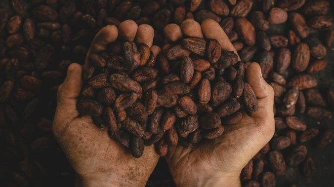 Comisión Europea propone aplazar un año regla que impedirá el ingreso de cacao y café si provienen de áreas deforestadas