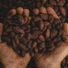 Comisión Europea propone aplazar un año regla que impedirá el ingreso de cacao y café si provienen de áreas deforestadas