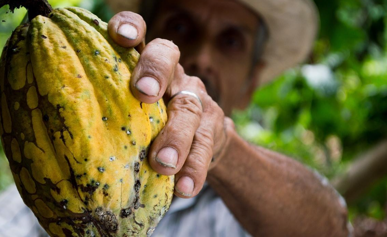 El 2024 fue el año del cacao y se convierte en el tercer producto de exportación de Ecuador