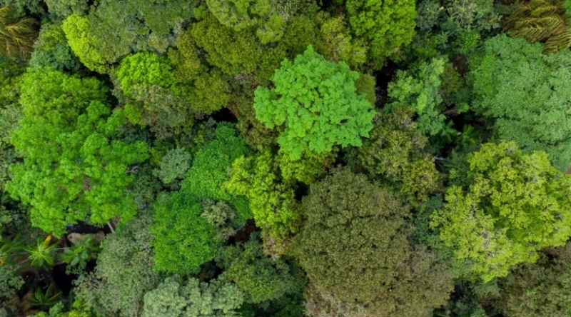 BID Invest, IFC e Itaú Unibanco anuncian bono centrado en biodiversidad