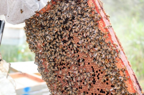 Adopta una colmena, la iniciativa mundial que protege las abejas suma el apoyo de Los Tajibos 