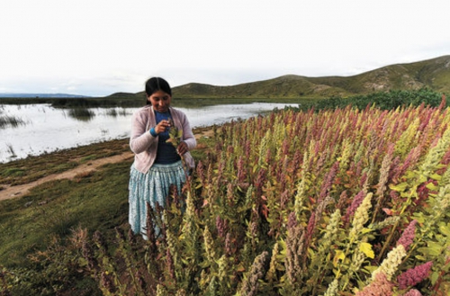 Bolivia compite con al menos 74 países en la venta de quinua